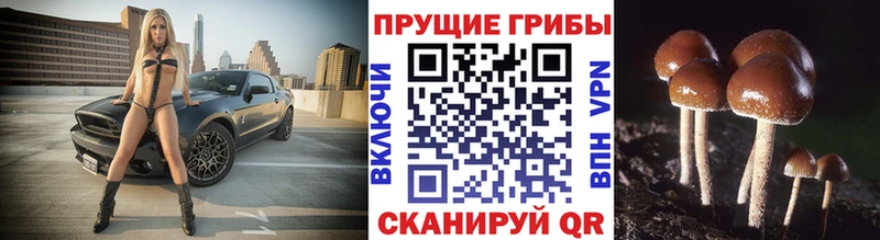 Псилоцибиновые грибы мицелий  Купить  Ессентукская 